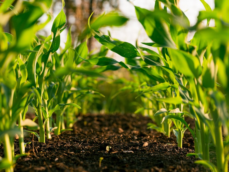 Farmers in the field